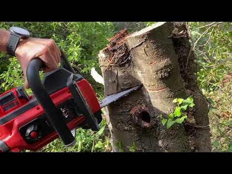 🔥EXTREMETEST: Einhell 36V Cordless Chainsaw GP-LC 36/35 Li