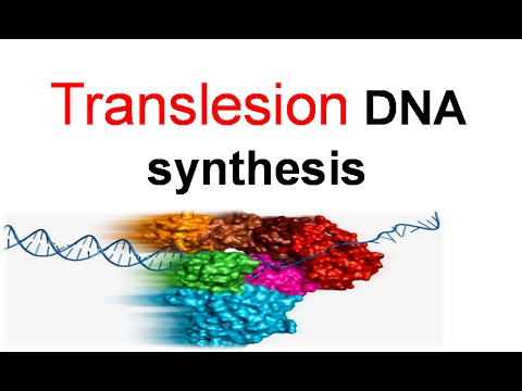 Video: Vim li cas nucleotide triphosphates siv hauv DNA synthesis?