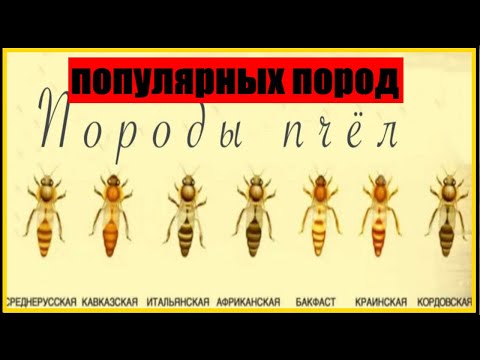 Video: Kvalitativní Studie Postojů žen A Poskytovatelů Zdravotní Péče A Přijatelnosti špatného Zacházení Při Porodu Ve Zdravotnických Zařízeních V Guineji