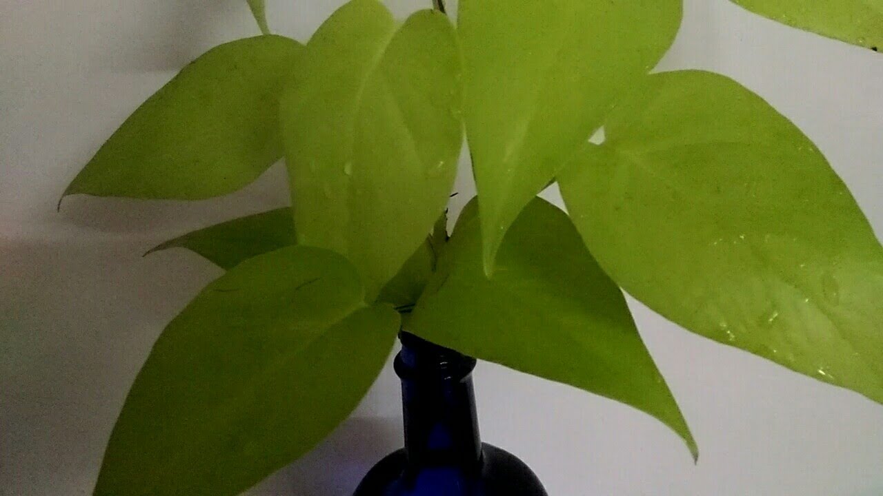 money plant varieties in Malayalam (English subtitle