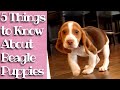 Things to know about Beagle Puppies