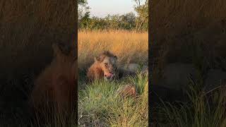 Big male lion resting #lion #reel #short #reelsinstagram #shortsmitmarietta