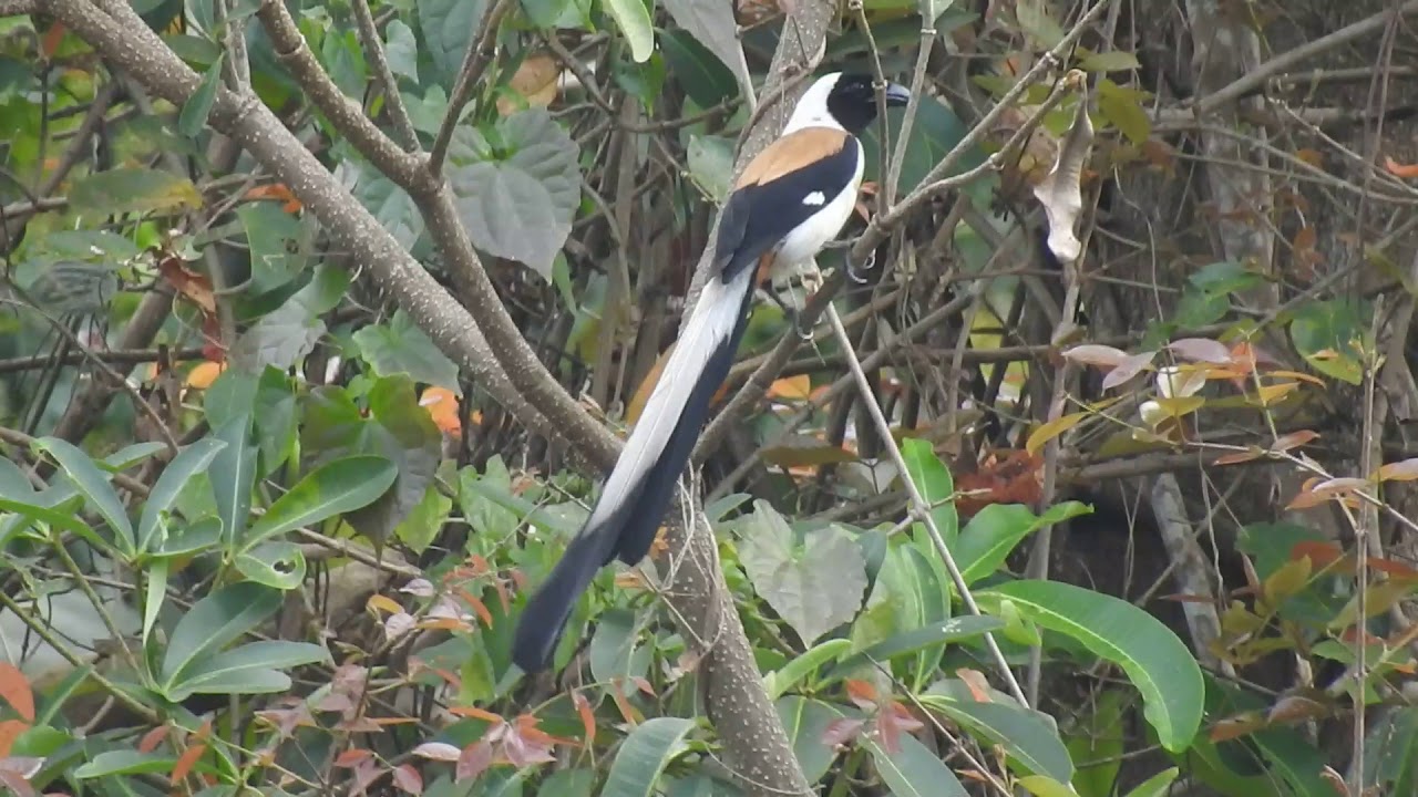 White-bellied treepie ( Call ) 