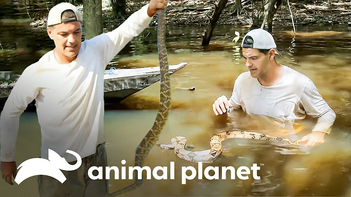 Frank se enfrenta a dos serpientes peligrosas | Wild Frank | Animal Planet