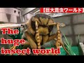 ⚠️Browsing attention⚠️ 【The huge insect world 】 ⚠️閲覧注意⚠️巨大昆虫ワールド🐞🕷🦗🐜🐝🐛