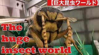【The huge insect world 】巨大昆虫ワールド #insects #昆虫 #huge