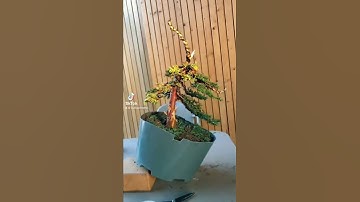 Result of first styling of this small juniper. Check the full video: Making bonsai for less than €20