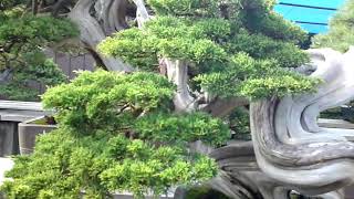 Kimura San bonsai Garden #4