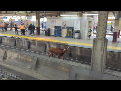 No BS! Loose bull spotted on train tracks near New Jersey station