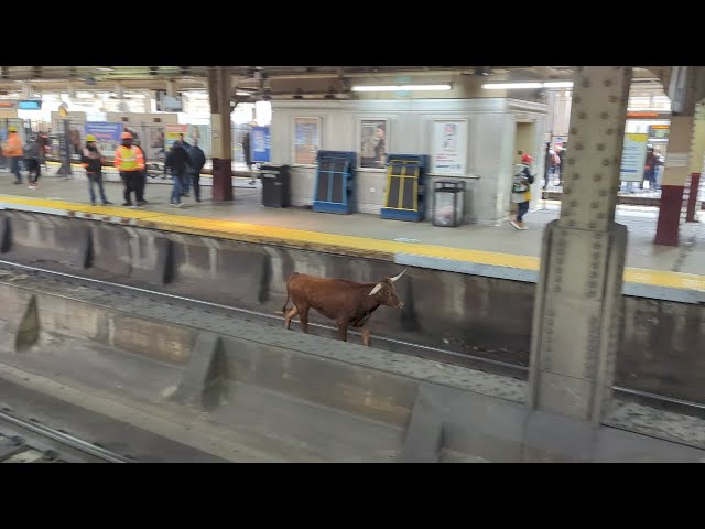 No BS! Loose bull spotted on train tracks near New Jersey station class=