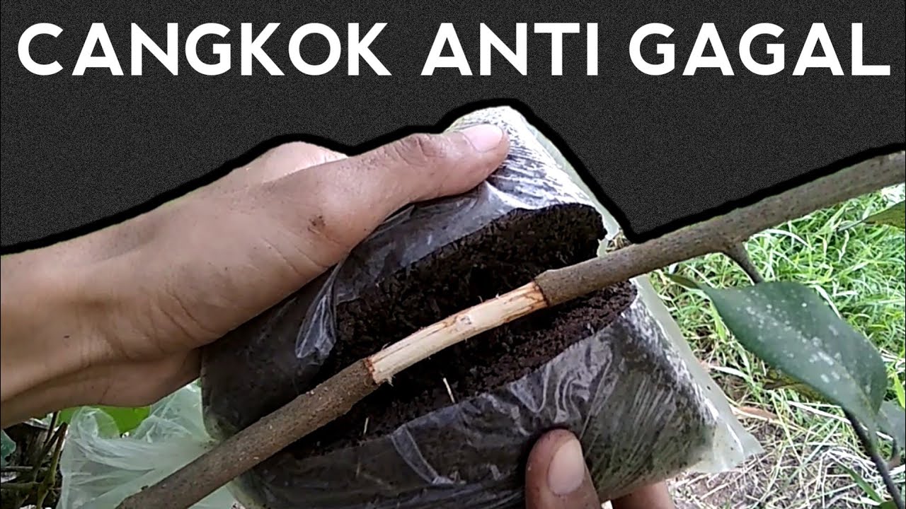 CARA MENCANGKOK PAKAI BAWANG MERAH. ANTI GAGAL BOOOSKU !!!