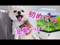 初めて足裏バリカン（セルフ）をチワワにやってみたッッッ！！ パパのせいでゴメンッッ！！