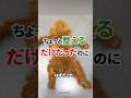 わんちゃんの毛を整えるはずが、毛玉に全部持っていかれました #いぬのいる暮らし #犬動画 #トイプードル #なんてこった #shorts