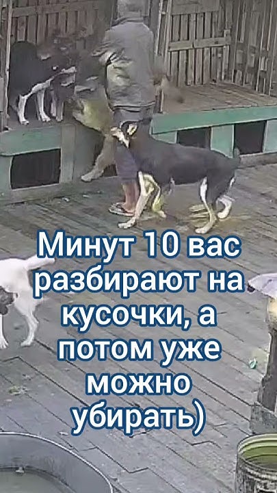 Видео с камер - YouTube