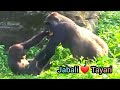 Tayari can’t stand her son’s naughty nature💦|D&#39;jeeco Family|Gorilla|Taipei zoo