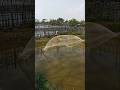 River Fishing Magic – Big Fish in Net Catch 🎣 #fishing #riverfishing #shorts #fishing #bigfish #fish