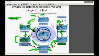VIRUSES Part-2 ( Viral Replication )