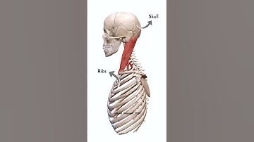 Pivot Joint Between Atlas & Axis #shorts #medical #realscience #biology #animation