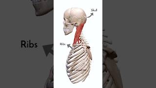 Pivot Joint Between Atlas & Axis