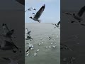 From Feathers To Dreams Breathtaking Bird Watching Experience ЁЯХКя ПЁЯжвЁЯШН Shorts Shortvideo Viral From Feathers To Dreams Breathtaking Bird Watching Experience ЁЯХКя ПЁЯжвЁЯШН Shorts Shortvideo Viral