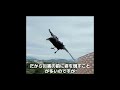 ただ黒いだけで悪くない。中身はほぼワンコ。それがカラス。