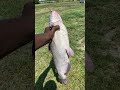 #catfish