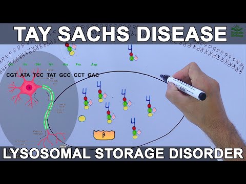 Video: Op welk chromosoom heeft de ziekte van Tay Sachs invloed?