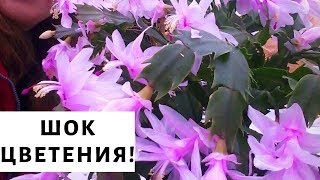 Декабрист. Секреты роскошного цветения!