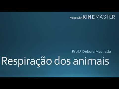 Respiração dos animais