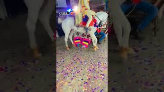 घोड़ी Dance Part 3 #ghodi #reels #horse #instagram #animals #tejal #veer #ghodidancevideo #viral