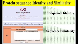 How to find protein identity and similarities | Sequence homology | SIAS | Gene identity similarity