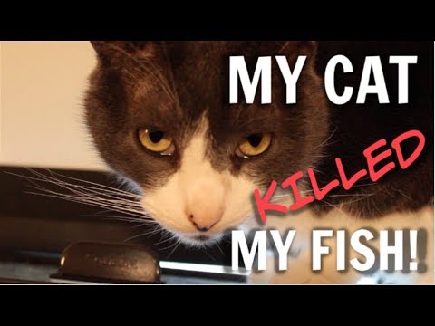 My Cat Killed My Fish Youtube