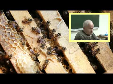 Слёт пчёл. Почему