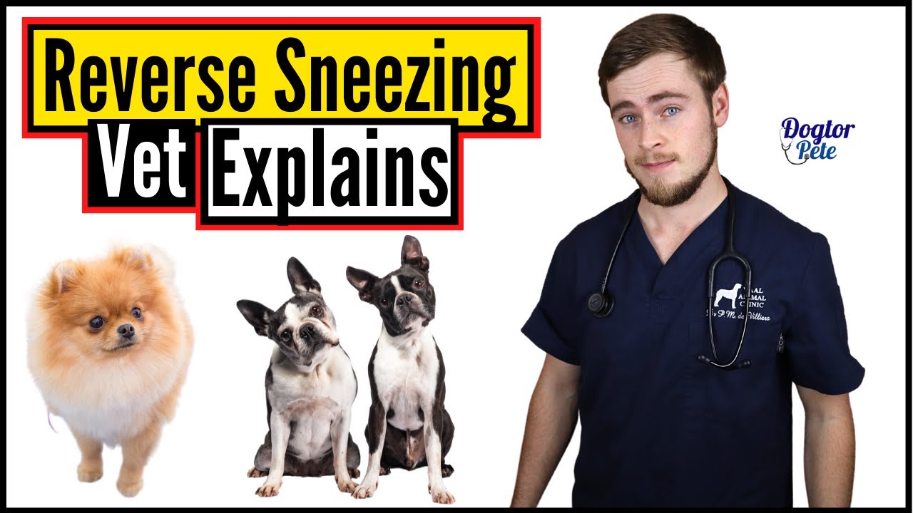 Why Is Your Dog Reverse Sneezing? And What Can You Do About It? | Vet ...
