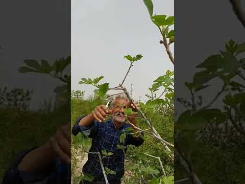 هرس کردن درخت انجیر درساوه   