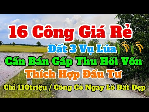 (No. 794) Too Cheap For 16 Concentrates Near Big Asphalt Road/ Profitable Investment For Gardenin...