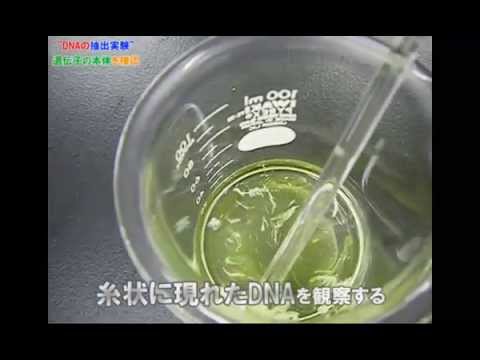 生物基礎 Dnaの抽出実験 Youtube