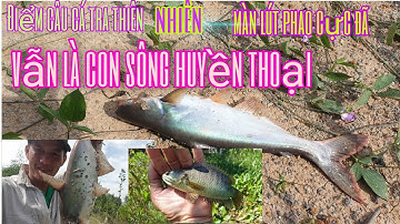 Câu cá tra sông thiên nhiên con sông huyền thoại vẫn tiếp tục lên hàng/sống và đam mê