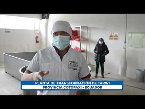 Instituto nacional de investigaciones agropecuaria iniap producción y transformación de Tarwi