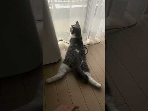 くつろぎ方の癖が強い開脚子猫が可愛い　#shorts #cat #kitten