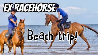 I took my ex racehorse to the beach, what could go wrong? 😅