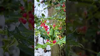 Holly berries on a snowy walk Shorts