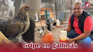 Cómo Prevenir La Gripa En Gallinas Y Pollos Antibiótico Preventivo Granja San Lucas