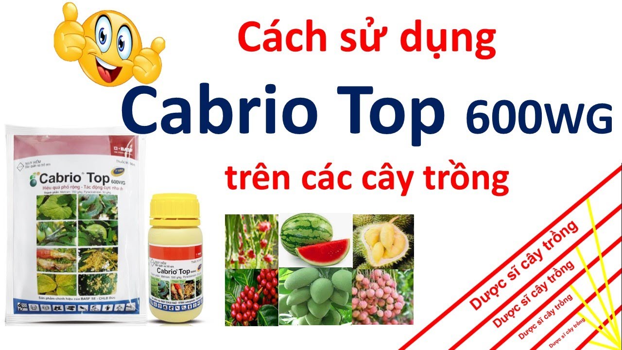 Cabrio Top cách sử dụng hiệu quả trên nhiều loại cây trồng BASF thuốc trừ bệnh YouTube