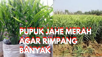 Rahasia Pupuk Jahe Organik Herbafarm untuk Menghasilkan Rimpang banyak Berkualitas Tinggi"
