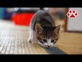 アリスの住む場所に来た子猫 【瀬戸のりる＆ねる日記】