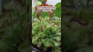 Drosera capensis i spatulata - Ove biljke pomažu orhidejama