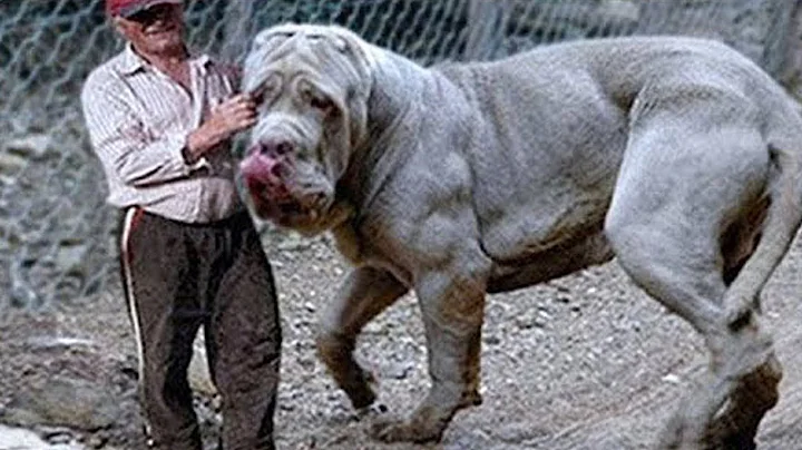 Top 20 Biggest Dog Breeds in the World
