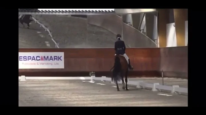 Lusitano Dressage Stallion