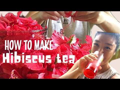 How to make hibiscus tea/palau/히비스커스 티만드는법/팔라우